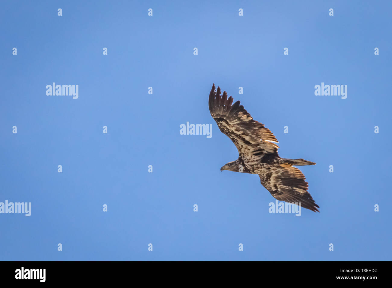 Immature Bald Eagle (Haliaeetus leucocephalus) in flight Stock Photo
