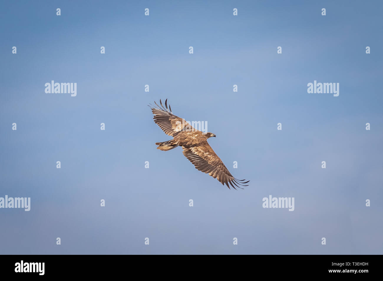 Immature Bald Eagle (Haliaeetus leucocephalus) in flight Stock Photo