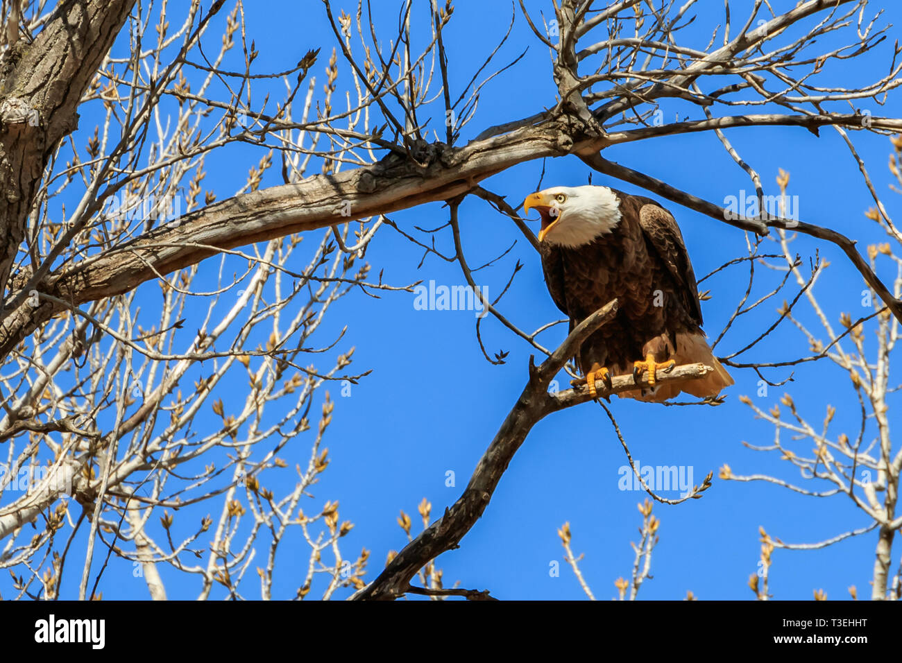 Bald Eagle (Haliaeetus leucocephalus) perched on a tree near its nest Stock Photo