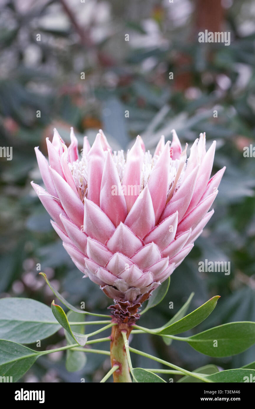 Protea cynaroides flowering in a protected environment. Stock Photo