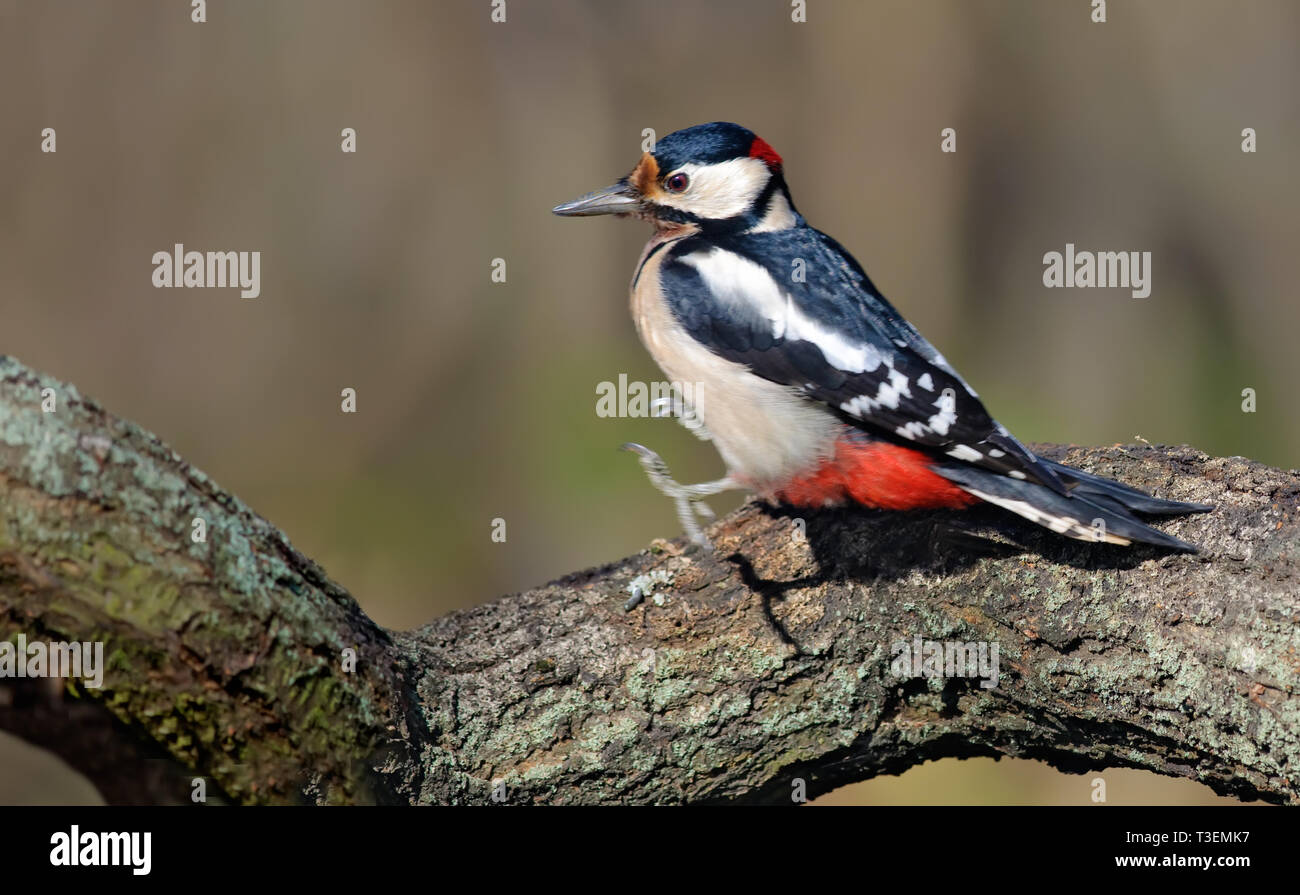 Male Great Spotted Woodpecker jumping at old lichen branch Stock Photo