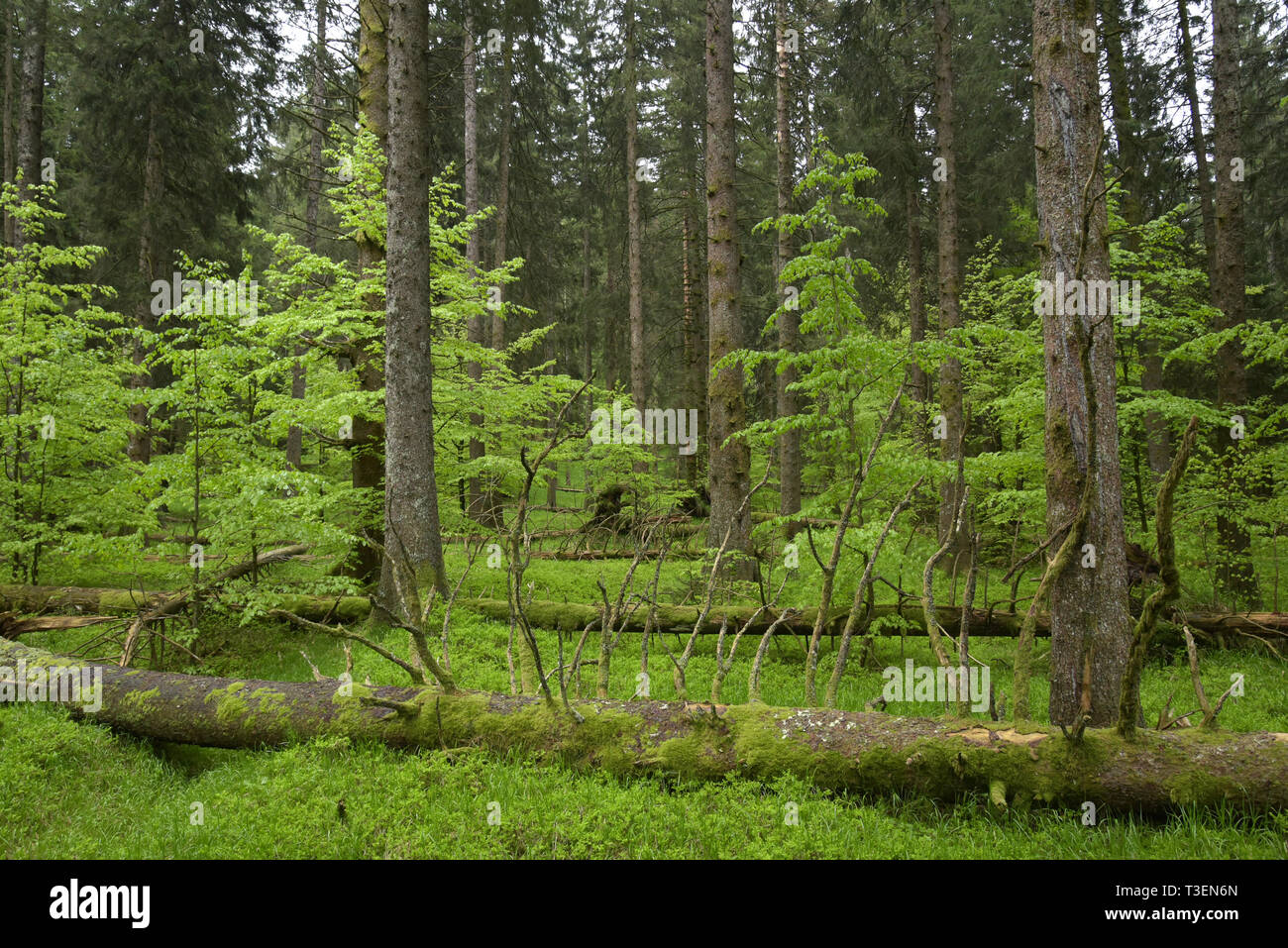 Slovenia, Tarnova Forest, Fagus sylvatica, Beech tree, wood Stock Photo