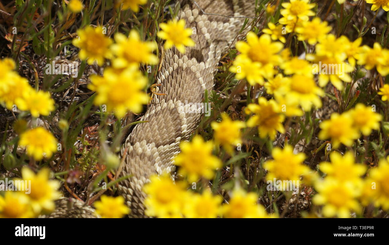 Rattlesnake in yellow flowers during the Super Bloom 2019, Antelope Valley Poppy Reserve, California Stock Photo