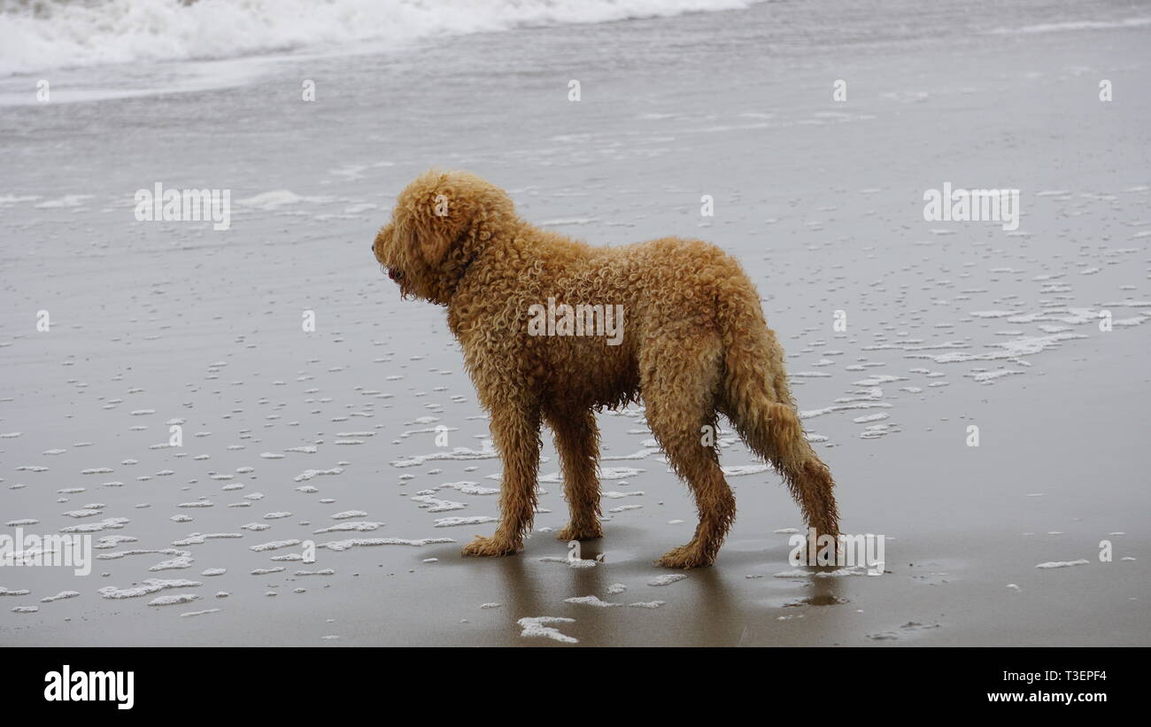 Curly Haired Dog High Resolution Stock Photography And Images Alamy