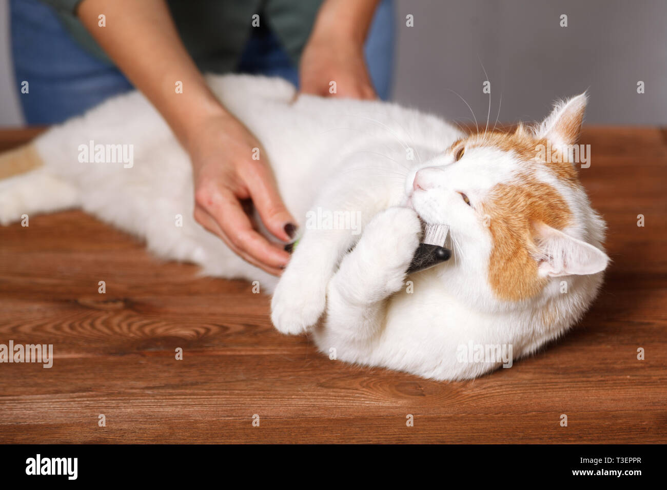 White-red sweet cat holding a comb. Combing domestic cats. The concept of pet care. Stock Photo