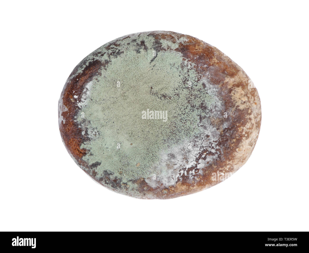 One moldy gingerbread cookie isolated on white background Stock Photo