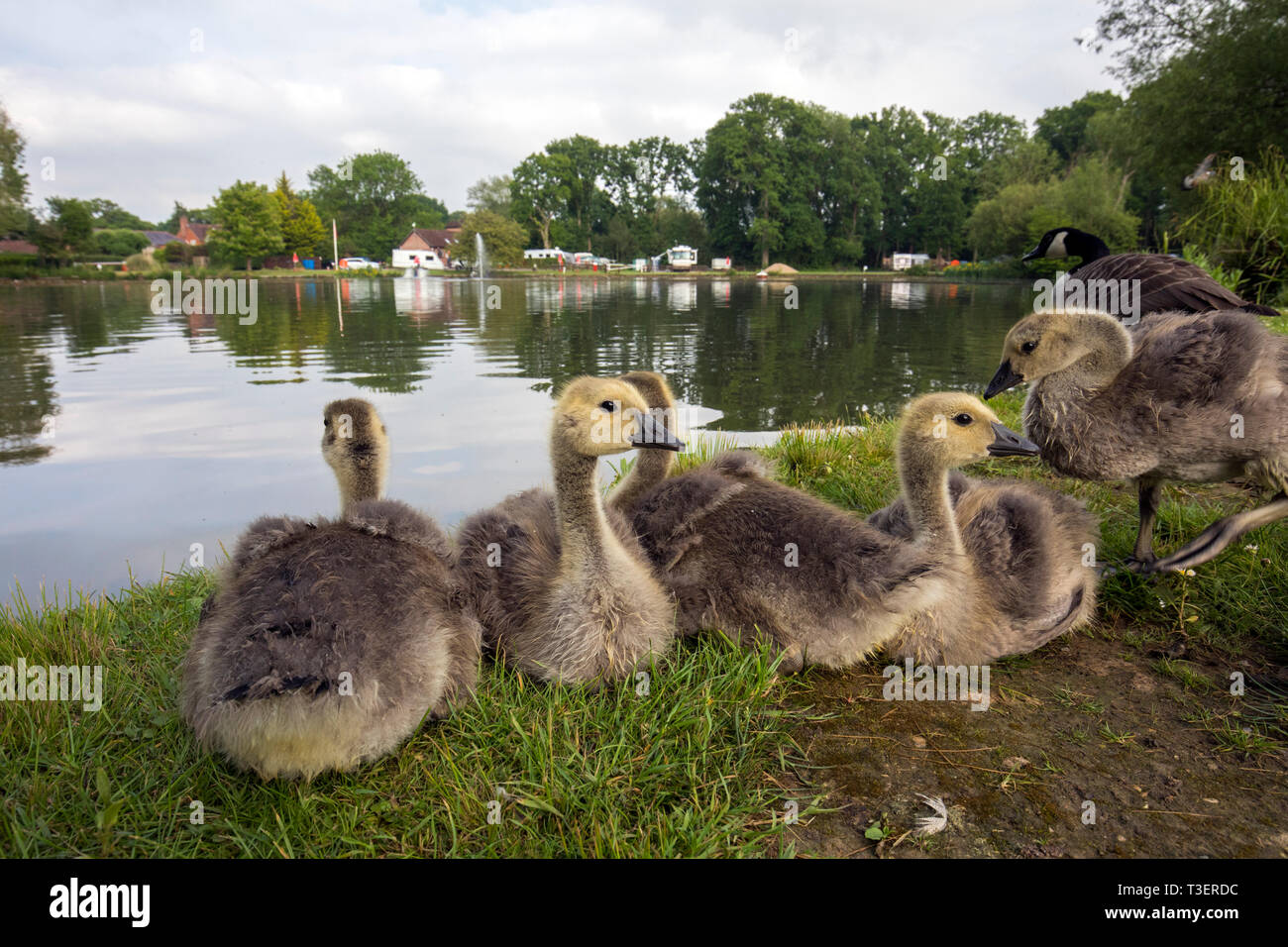 Canada Goslings; Branta canadensis; Surrey; UK Stock Photo