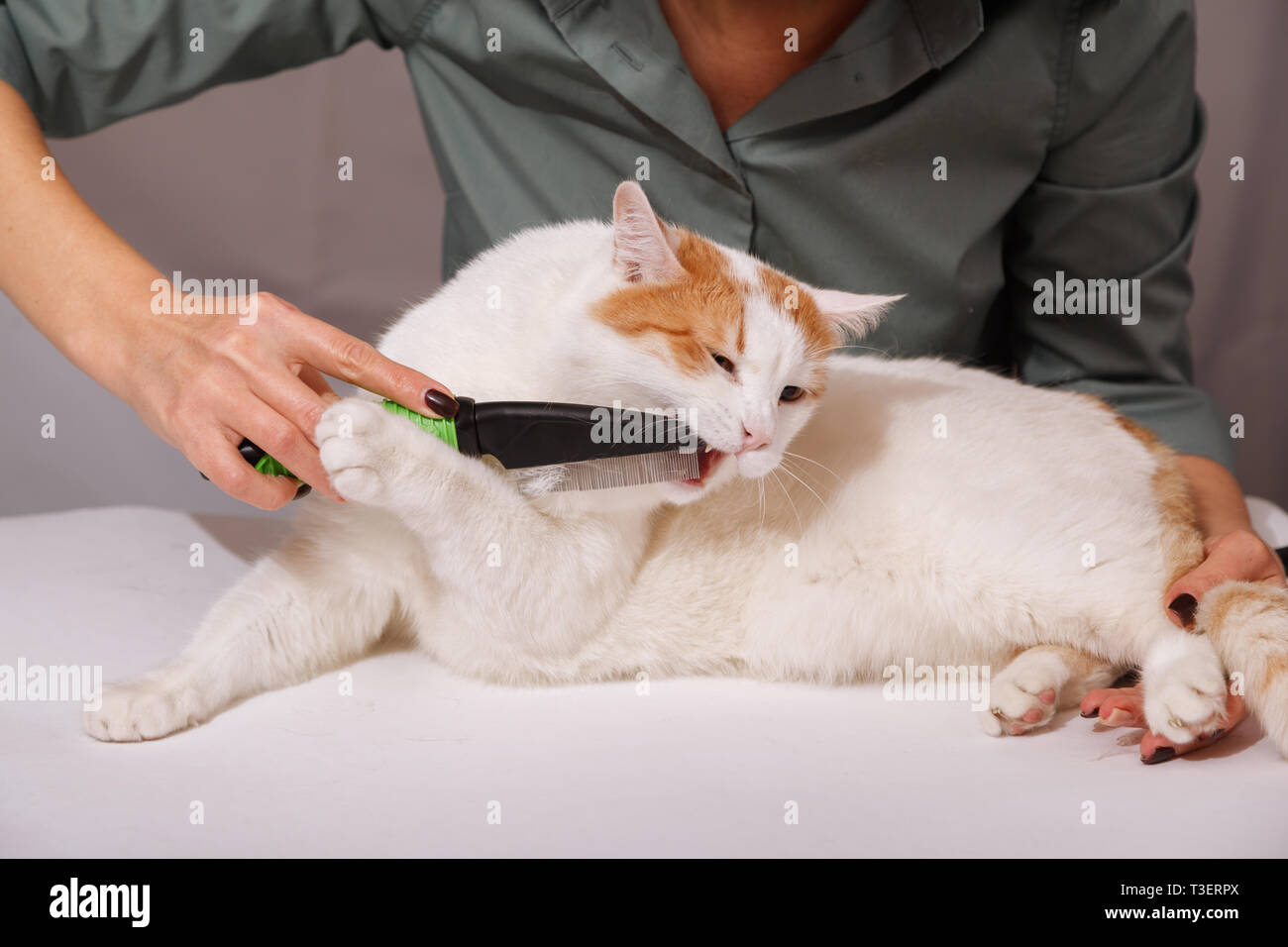 Whitered cute cat chews comb. Combing domestic cats. The concept of