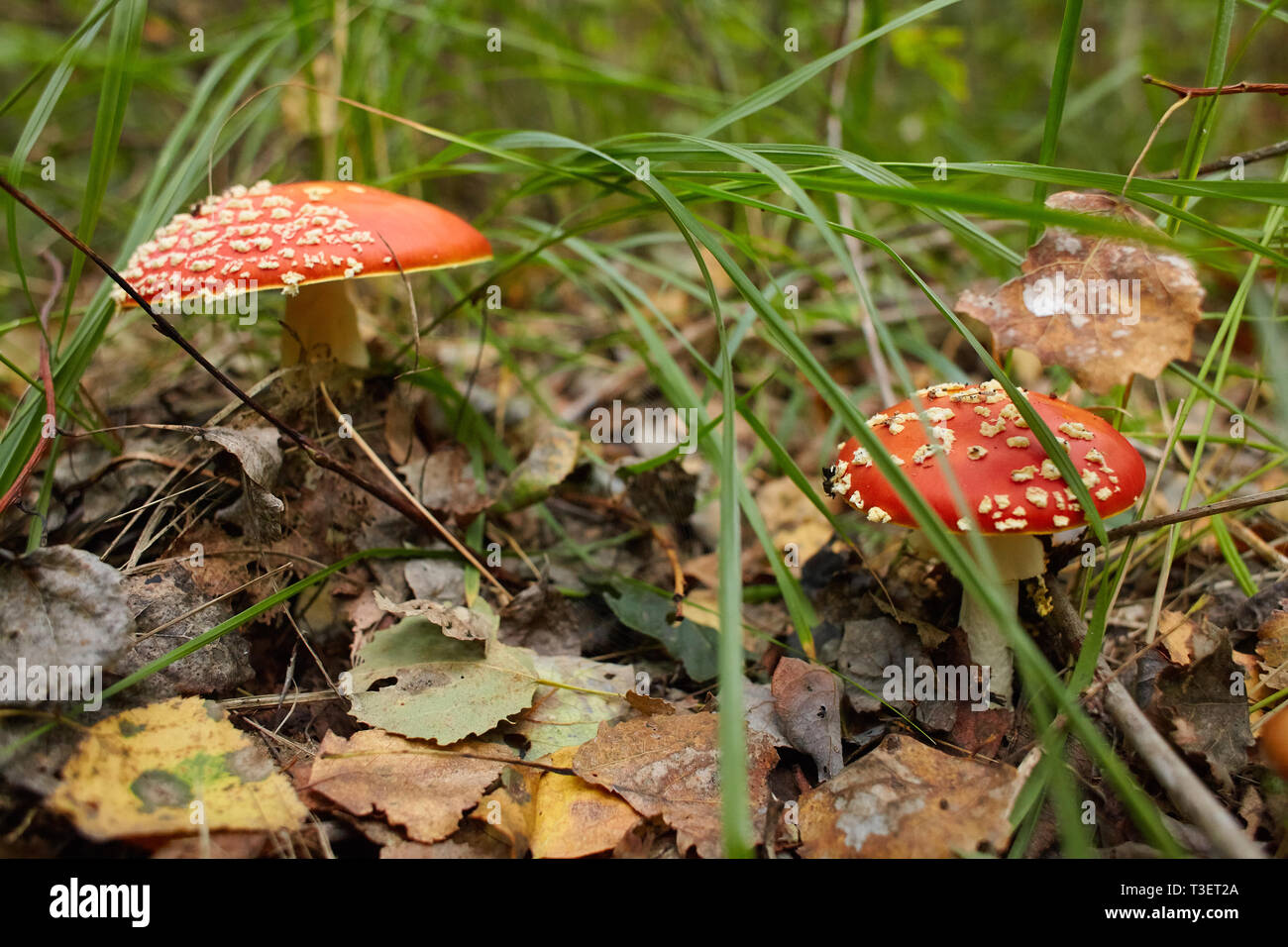 Amanita muscaria, commonly known as the fly agaric or fly amanita, is a mushroom and psychoactive basidiomycete fungus Stock Photo