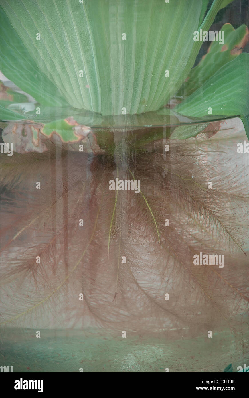 Plant that grow in water, close up on the roots inside the water Stock