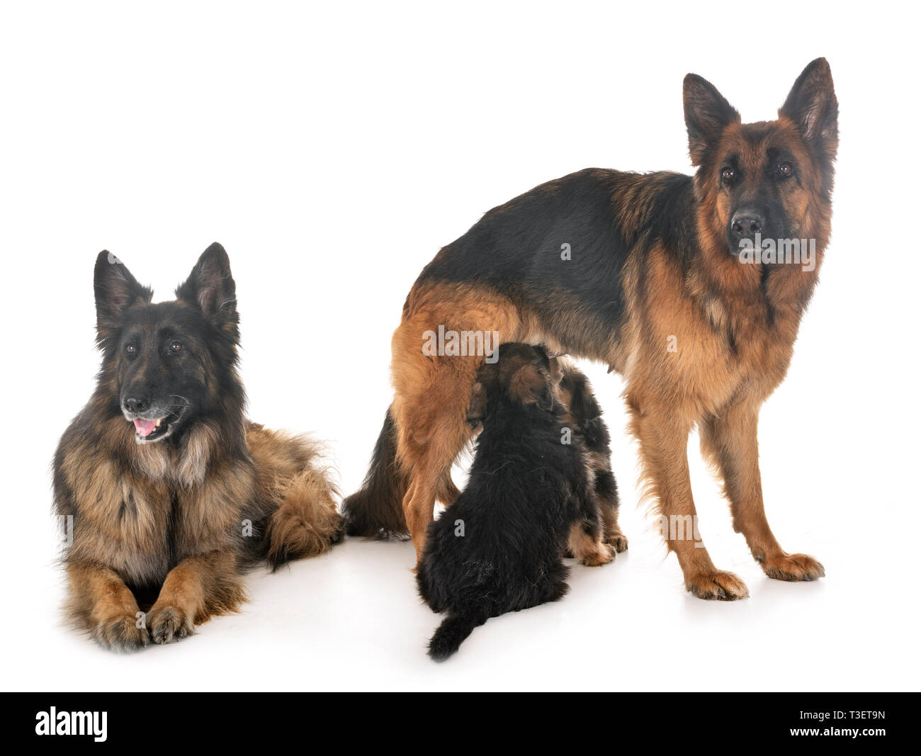 Photo inspiration: German Shepherds Family Reference: Family German Shepherd In Front Of White Background Stock Photo