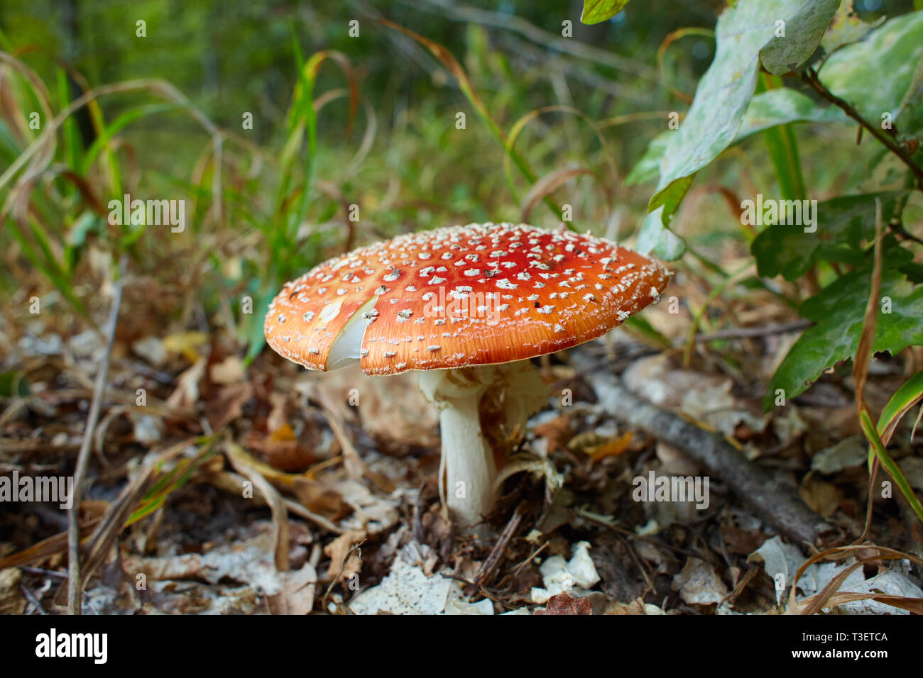 Amanita muscaria, commonly known as the fly agaric or fly amanita, is a mushroom and psychoactive basidiomycete fungus Stock Photo