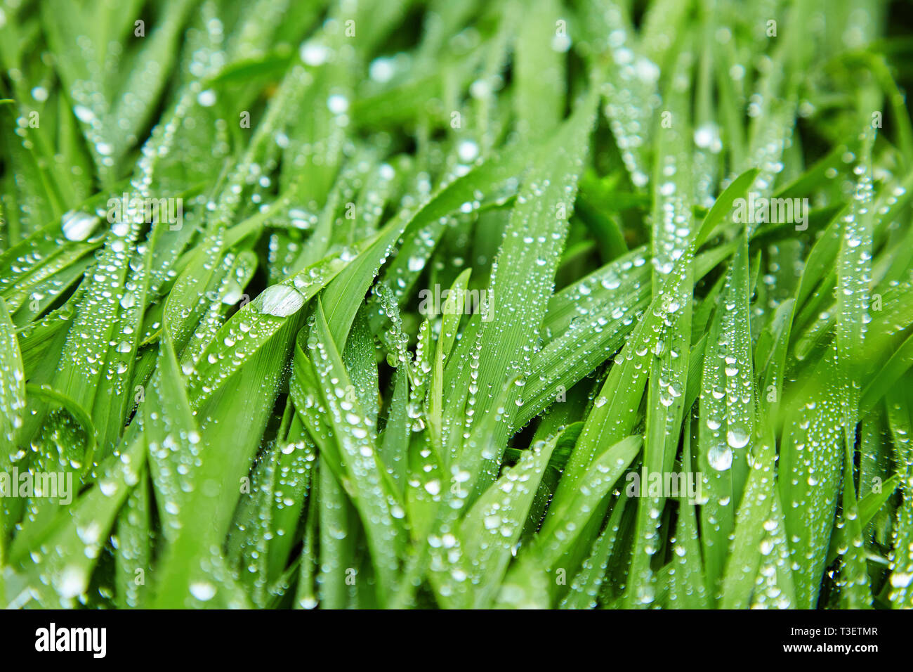 Water drops on the green grass. Background Stock Photo - Alamy