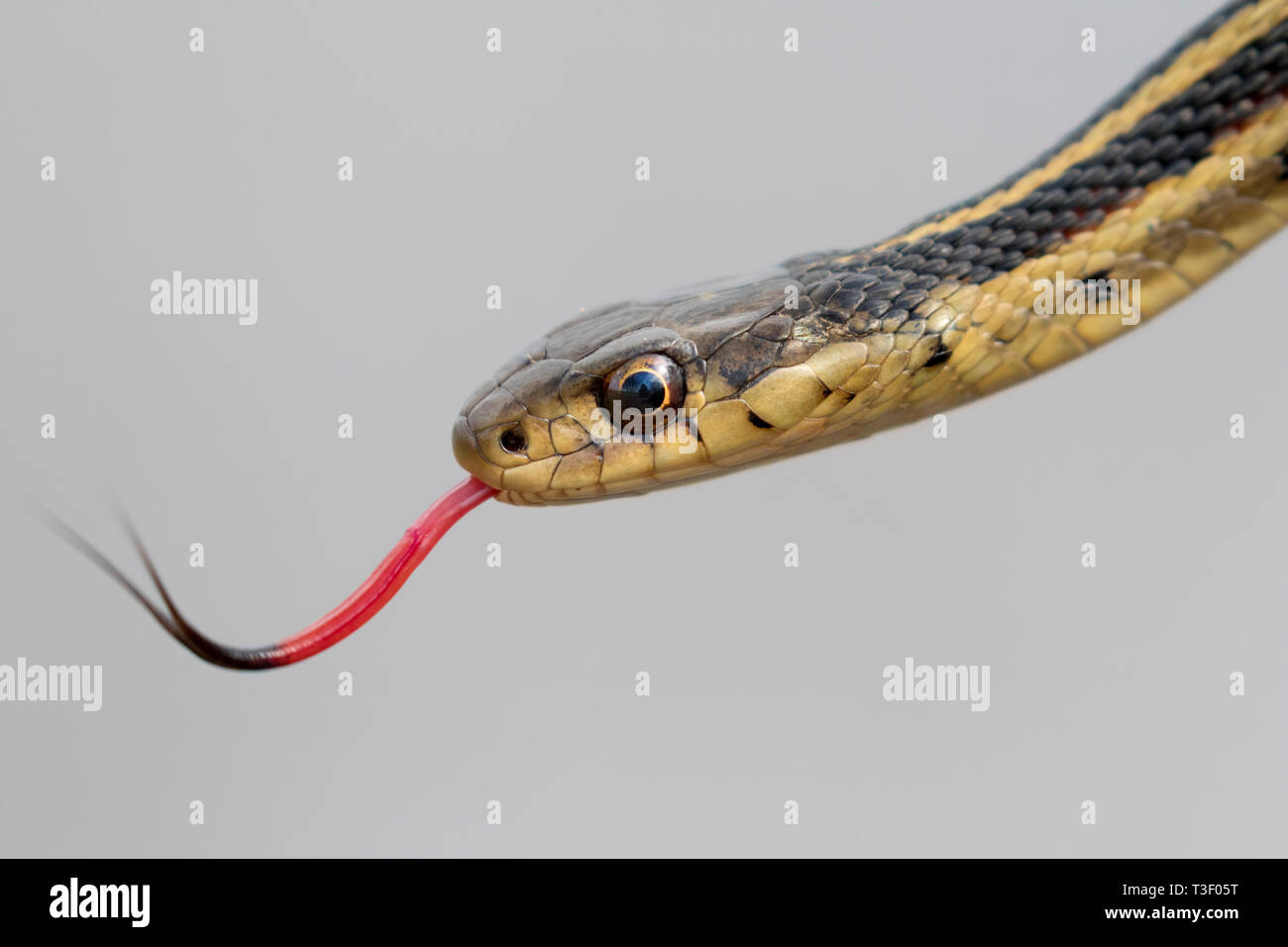 Common garter snake (Thamnophis sirtalis) with tongue out, close up Stock Photo