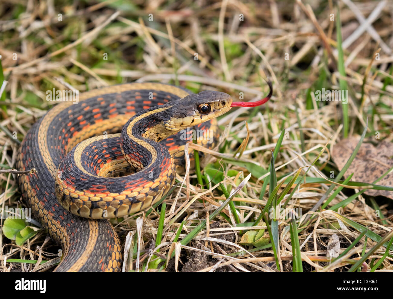 Common garter snake (Thamnophis sirtalis) at the grass near Little Wall Lake and first spring days, Iowa, USA Stock Photo