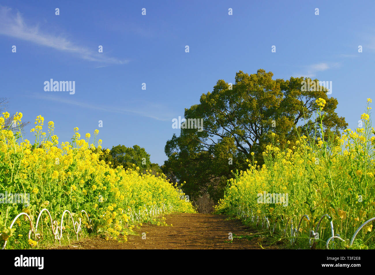 Mustard Flower Field Stock Photo Alamy