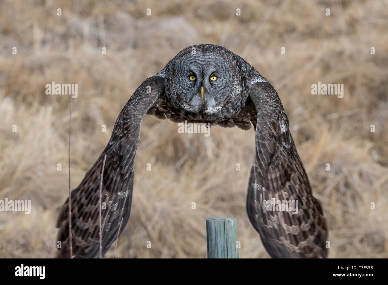 The Great Grey owl is the largest owl in North America, although it is not the heaviest, which