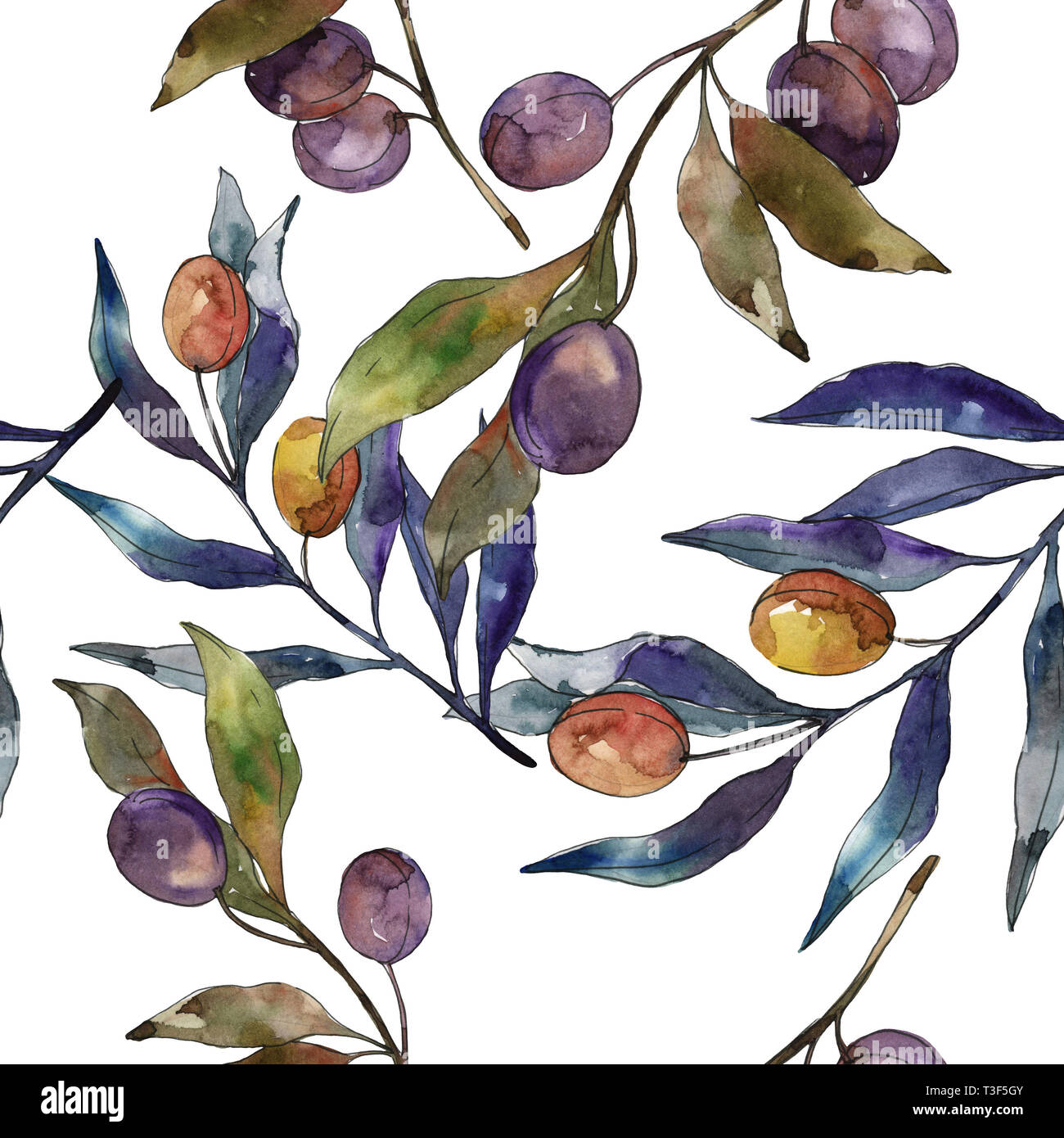 Olive branch with black and green fruit. Watercolor background ...