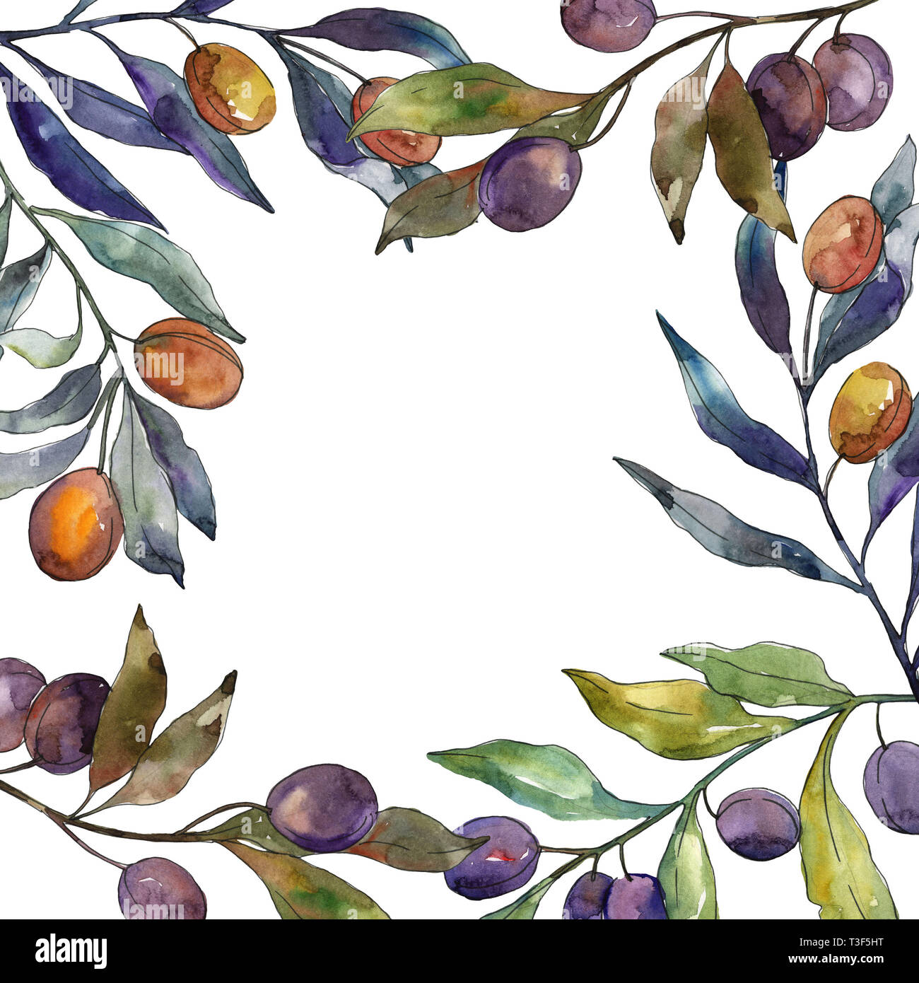 Olive branch with black and green fruit. Watercolor background ...