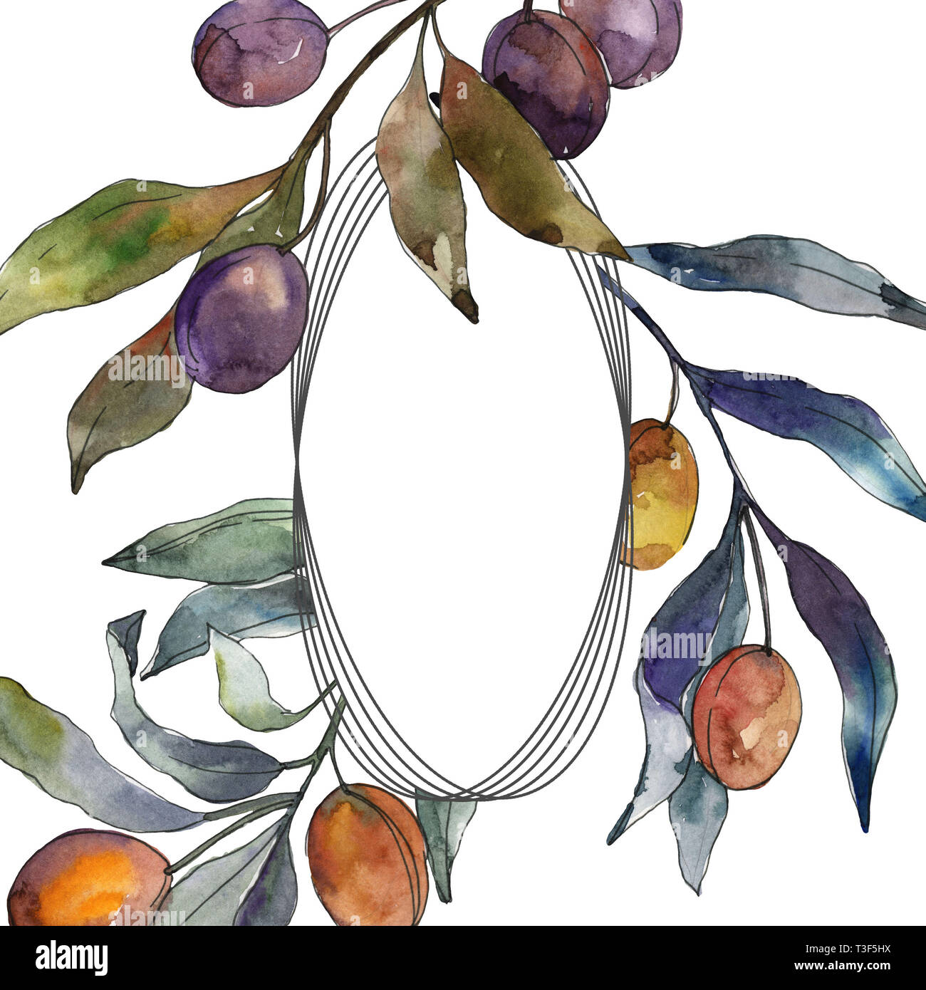 Olive branch with black and green fruit. Watercolor background ...