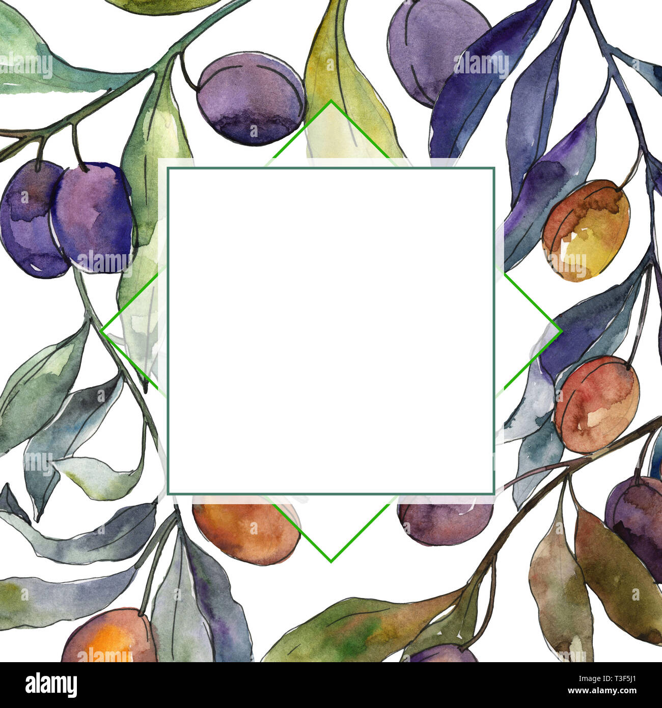 Olive branch with black and green fruit. Watercolor background ...