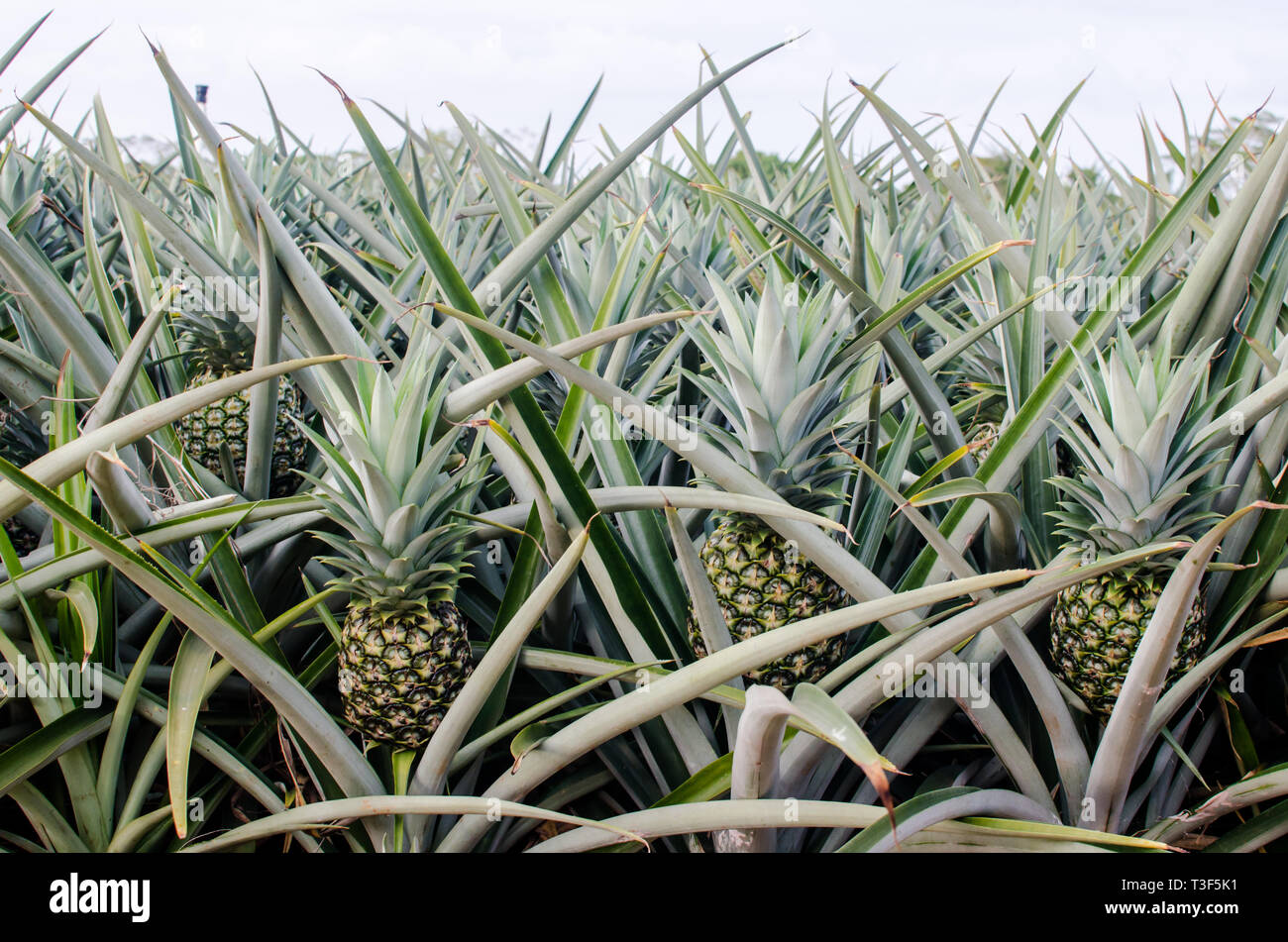 Pineapple farm in Zanguenga Panama Stock Photo