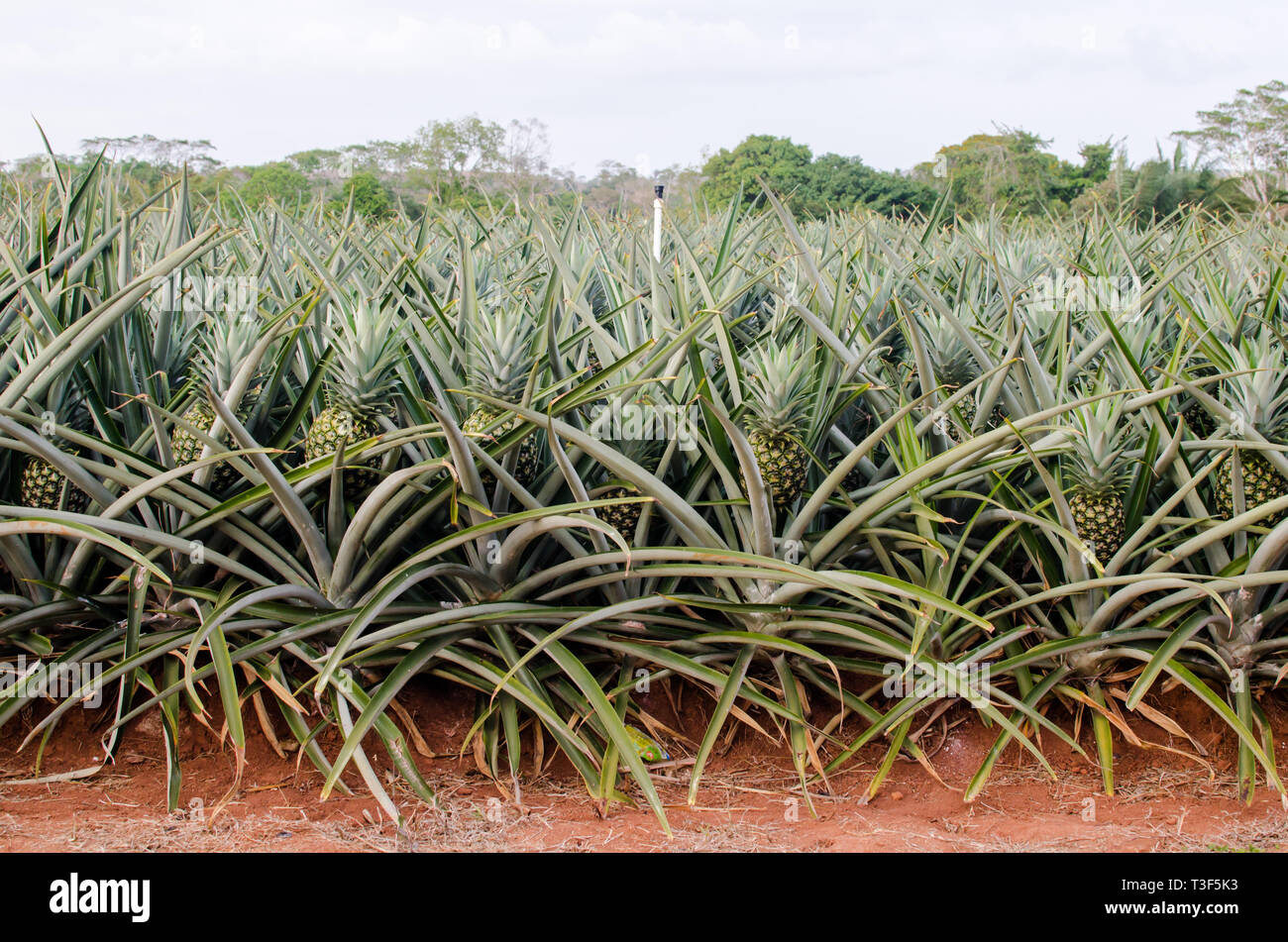 Pineapple farm in Zanguenga Panama Stock Photo