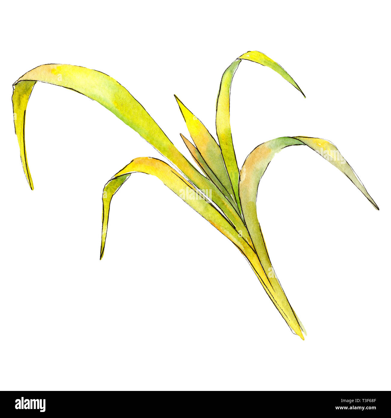 Bamboo Tattoo High Resolution Stock Photography And Images Alamy Bamboo Tattoo High Resolution Stock Photography And Images Alamy