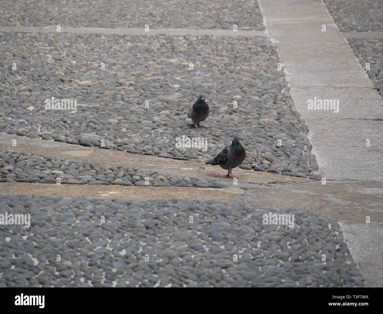 One animal walking over street hires stock photography and images Alamy