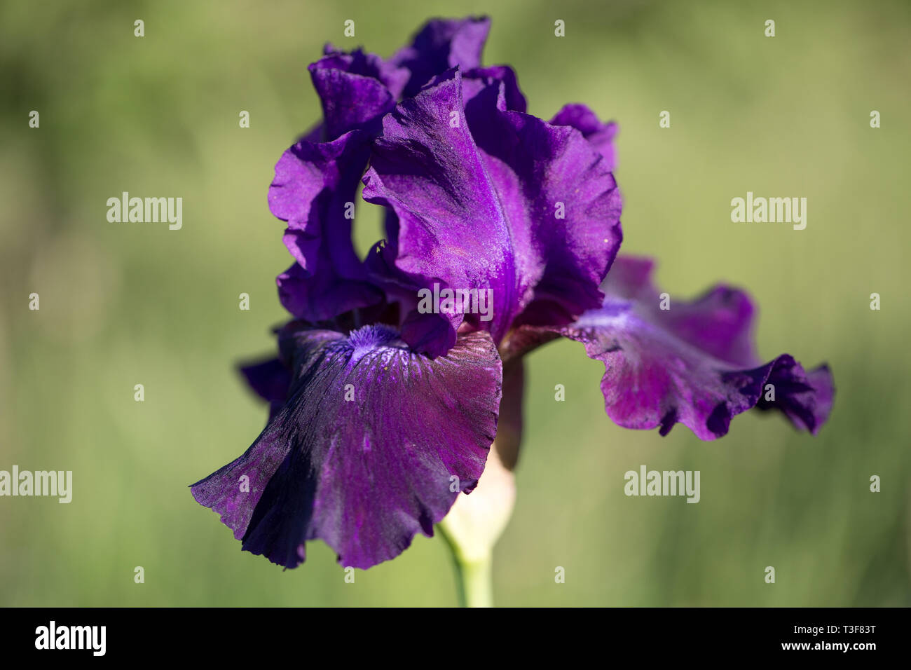 A closeup of a purple violet velvet bearded iris using a shallow depth of field Stock Photo