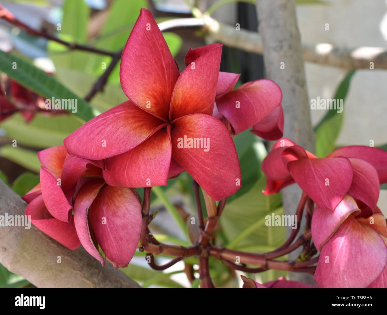 Cute Plumeria Flower Mid-Length Red Muumuu