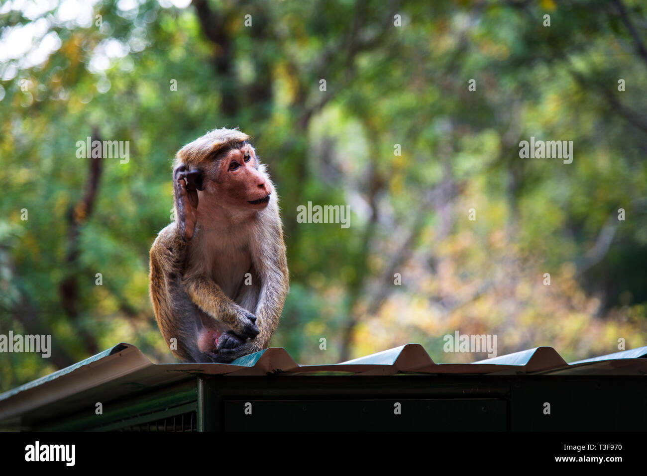 Portrait of a monkey in tropical forest of Sri Lanka Stock Photo