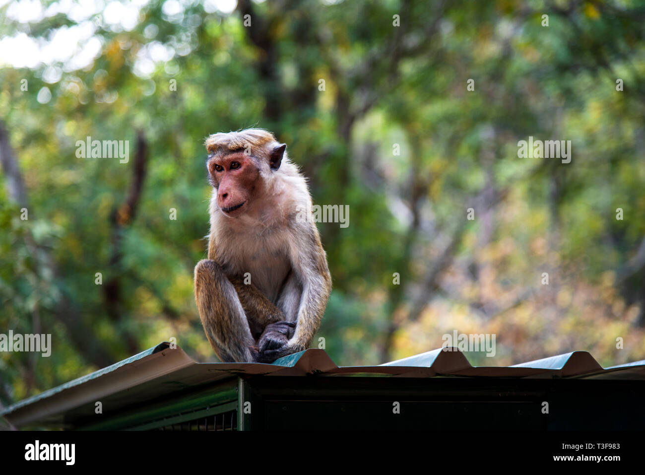 Portrait of a monkey in tropical forest of Sri Lanka Stock Photo