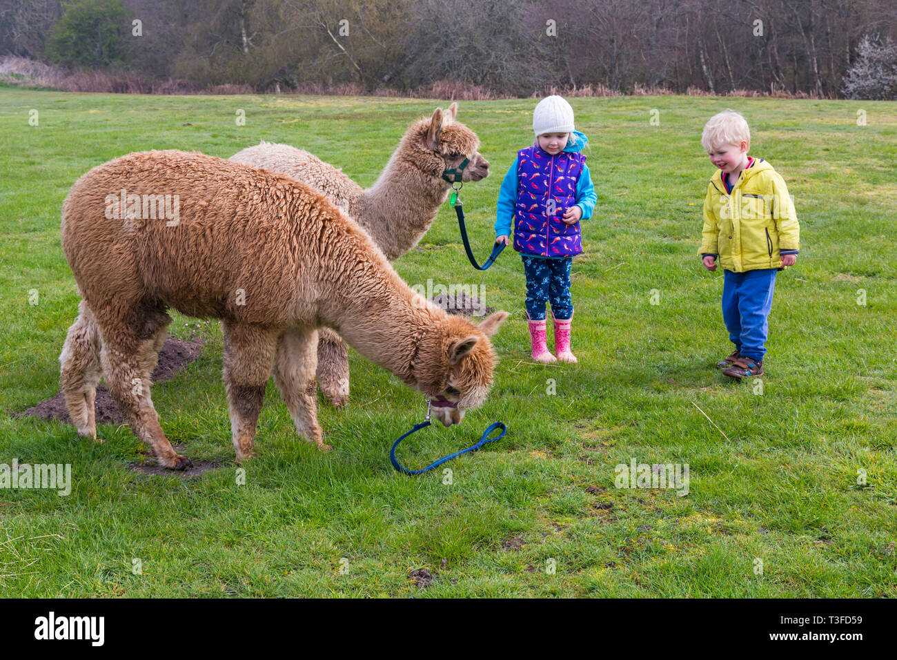 Wareham, Dorset, UK. 9th Apr 2019. Alpaca walks at Longthorns Farm in Wareham.  Elliot and Ethan walk Harry (the ginger one) and William (permission received). Credit: Carolyn Jenkins/Alamy Live News Stock Photo