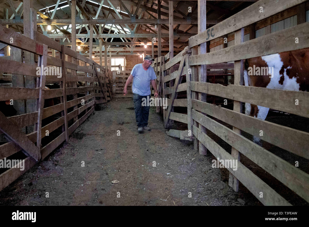 Smithfield Kentucky Usa 8th Apr 2019 A Farm Hand Counts