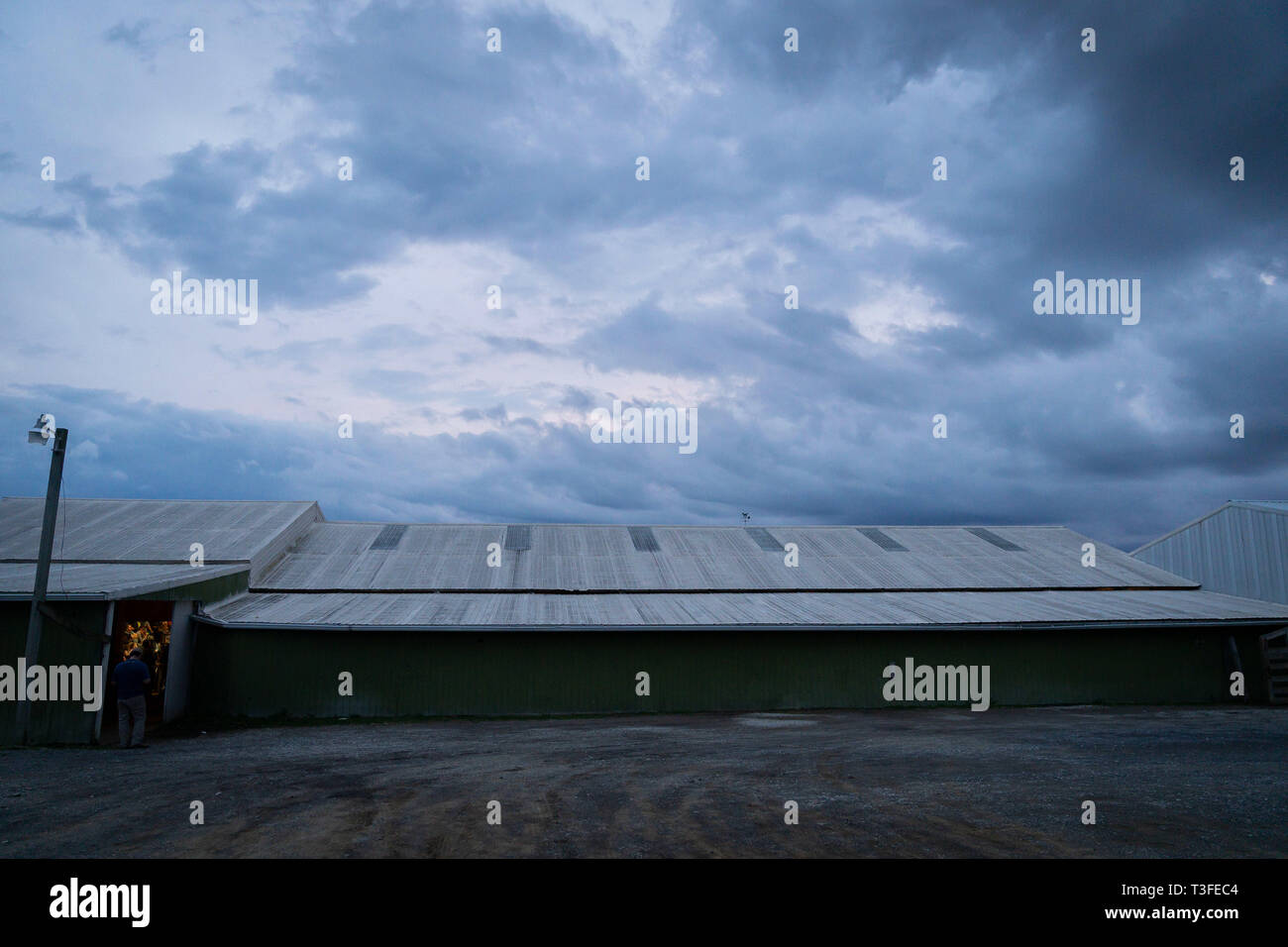 Livestock auction usa hires stock photography and images Alamy