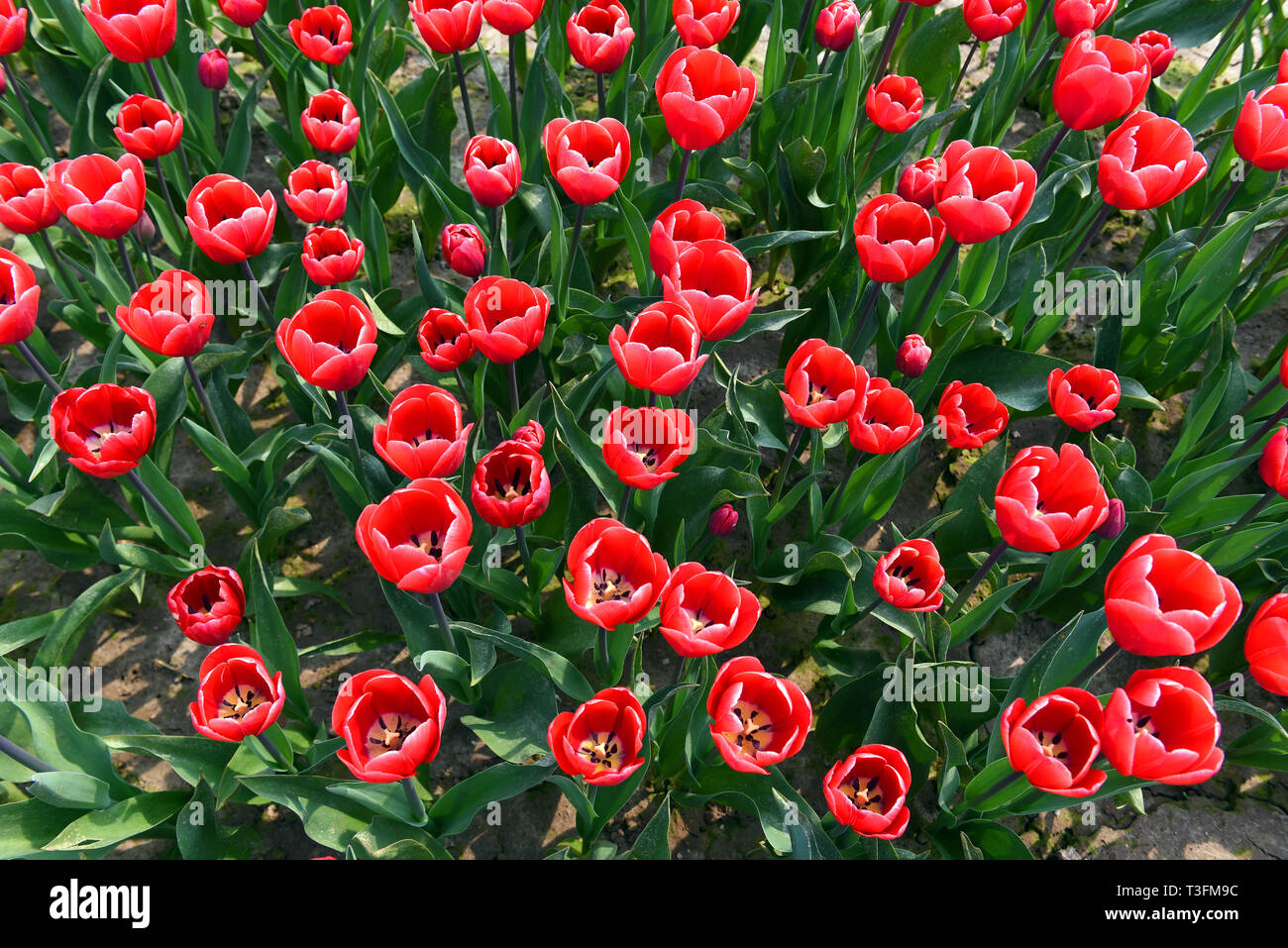 Neuss germany hires stock photography and images Alamy