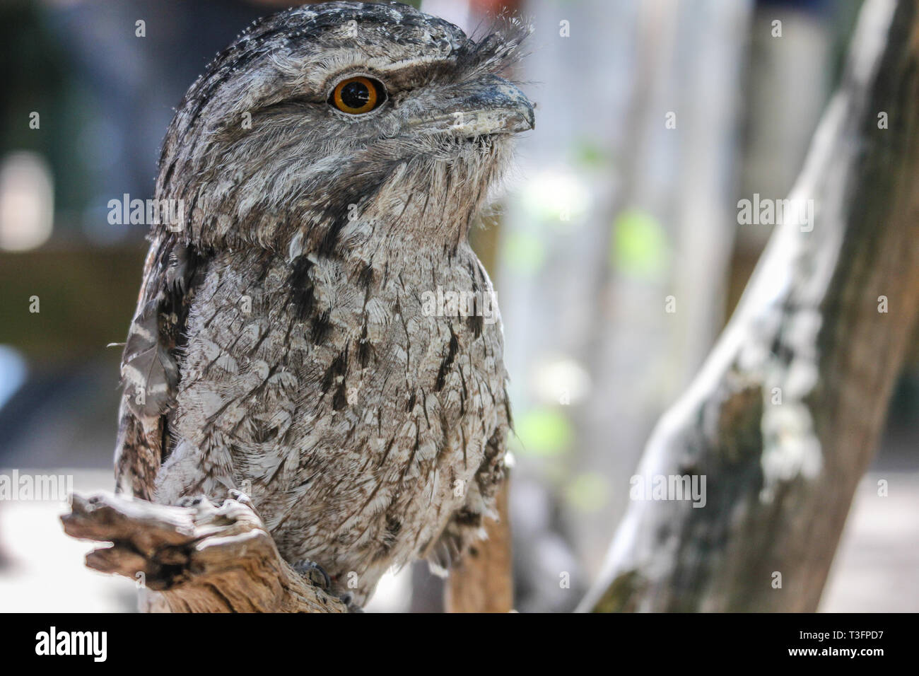 Australian native frog hi-res stock photography and images - Alamy