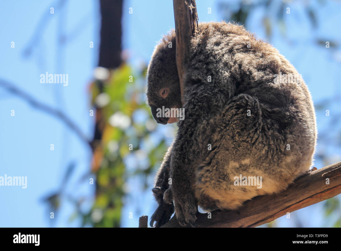 Koala bear sad hi-res stock photography and images - Alamy