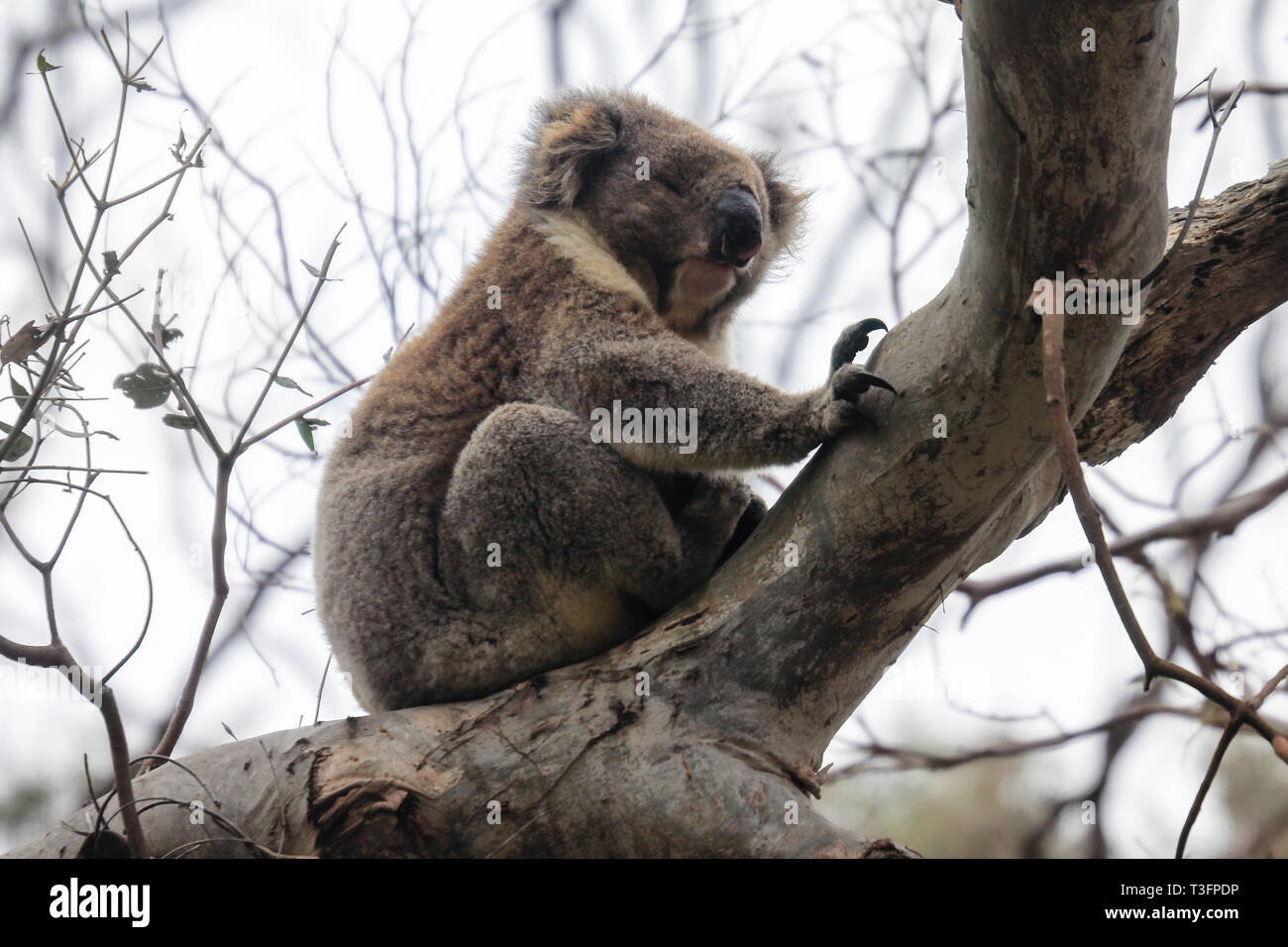Furry coala bear sleeping on the branch, near Melbourne, Australia Stock Photo