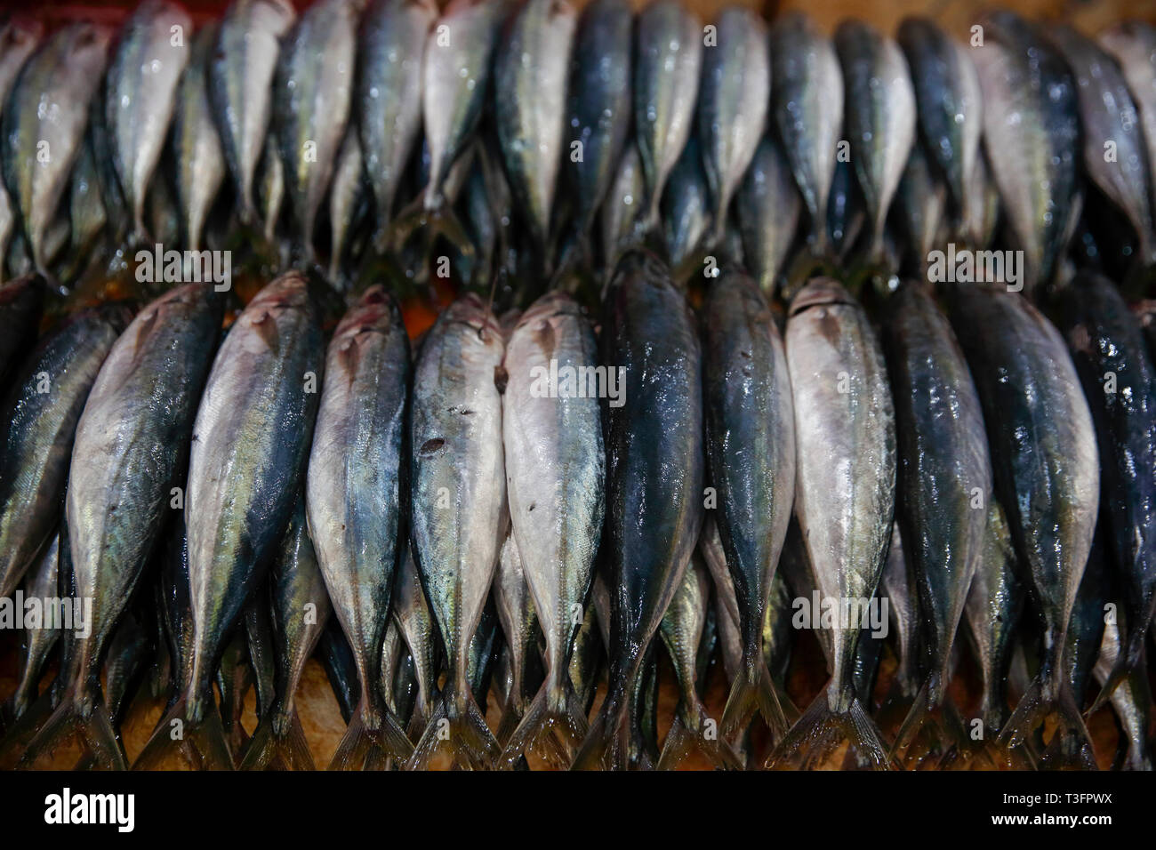 Central fish market in Colombo, Sri Lanka Stock Photo Alamy