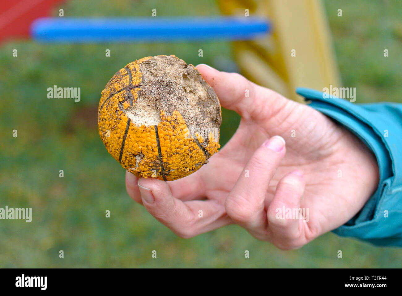 Hand holding a yellow dog toy ball that has been chewed on, dangerous