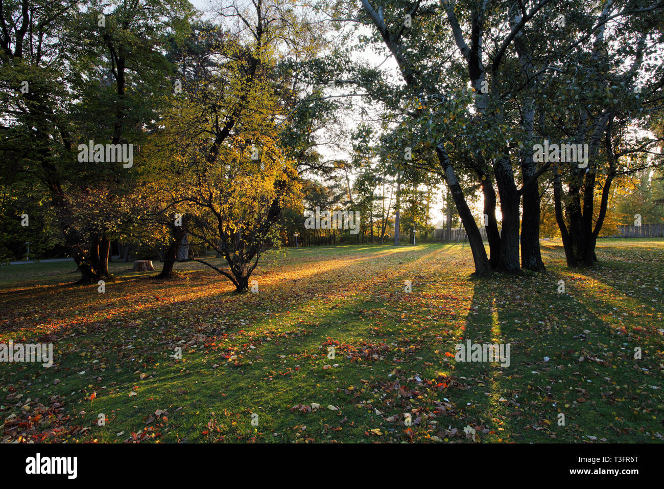 Beautiful green park sun hi-res stock photography and images - Alamy