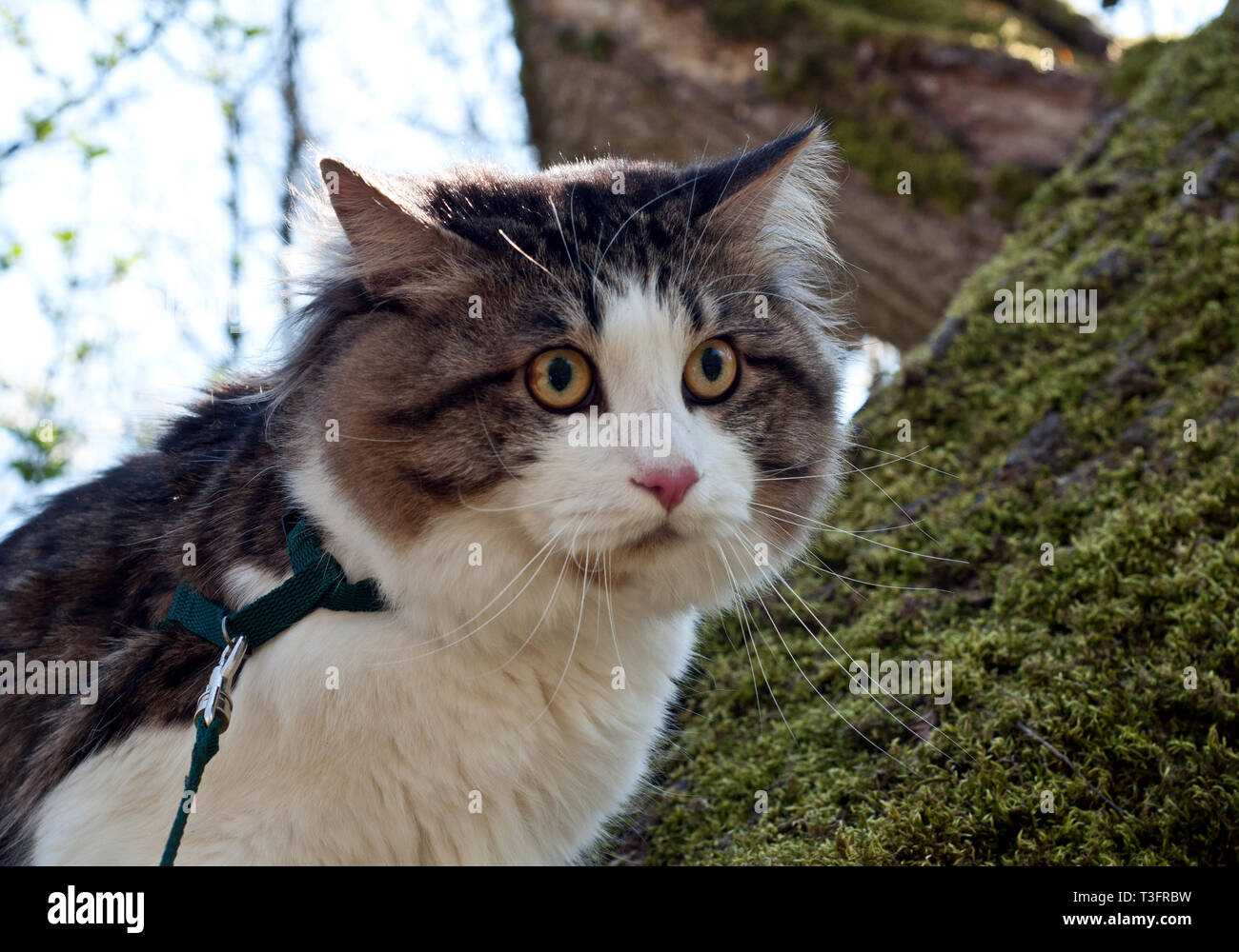 Bicolor tabby hires stock photography and images Alamy
