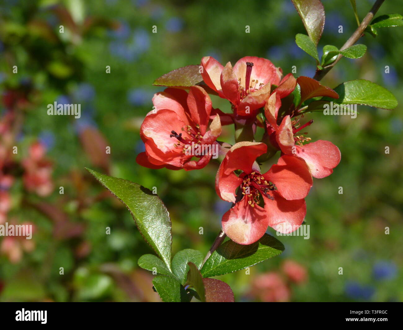 Ornamental quince hires stock photography and images Alamy