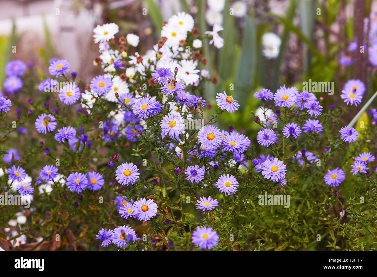Chrysanthemum flowers as a background close up. Blue and violet small Chrysanthemums. Chrysanthemum wallpaper. Floral background. Selective focus. Stock Photo