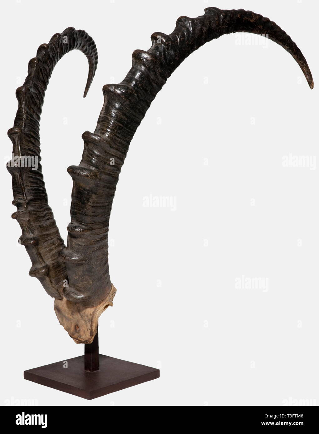 A pair of Alpine ibex horns, 18th/19th century Strongly ribbed horns from a male ibex on the fragment of a cranial plate. Beautiful age patina. Mounted on a modern stand. Height 55.5 cm, length of the horns 76 cm. historic, historical, 19th century, hunt, hunts, hunting, utensil, piece of equipment, utensils, trophies, object, objects, stills, clipping, clippings, cut out, cut-out, cut-outs, Additional-Rights-Clearance-Info-Not-Available Stock Photo