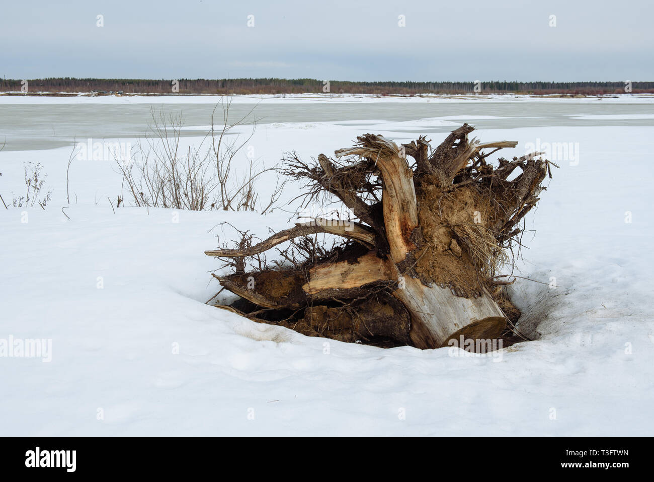 Pine root floated to the sandy shore during last year's flood on the river. The trunk was cut down by people for firewood and the root was not needed. Stock Photo
