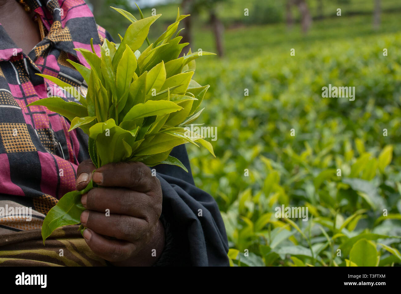 Woman picking fresh tea leafes on a tea plantation - Sri Lanka- Stock Photo