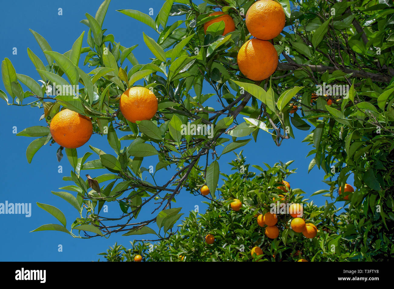Orange tree with ripe oranges on island Madeira Stock Photo